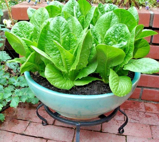 601+BIB BUTTERCRUNCH Lettuce Seeds Organic Vegetable Garden Container Fast Easy