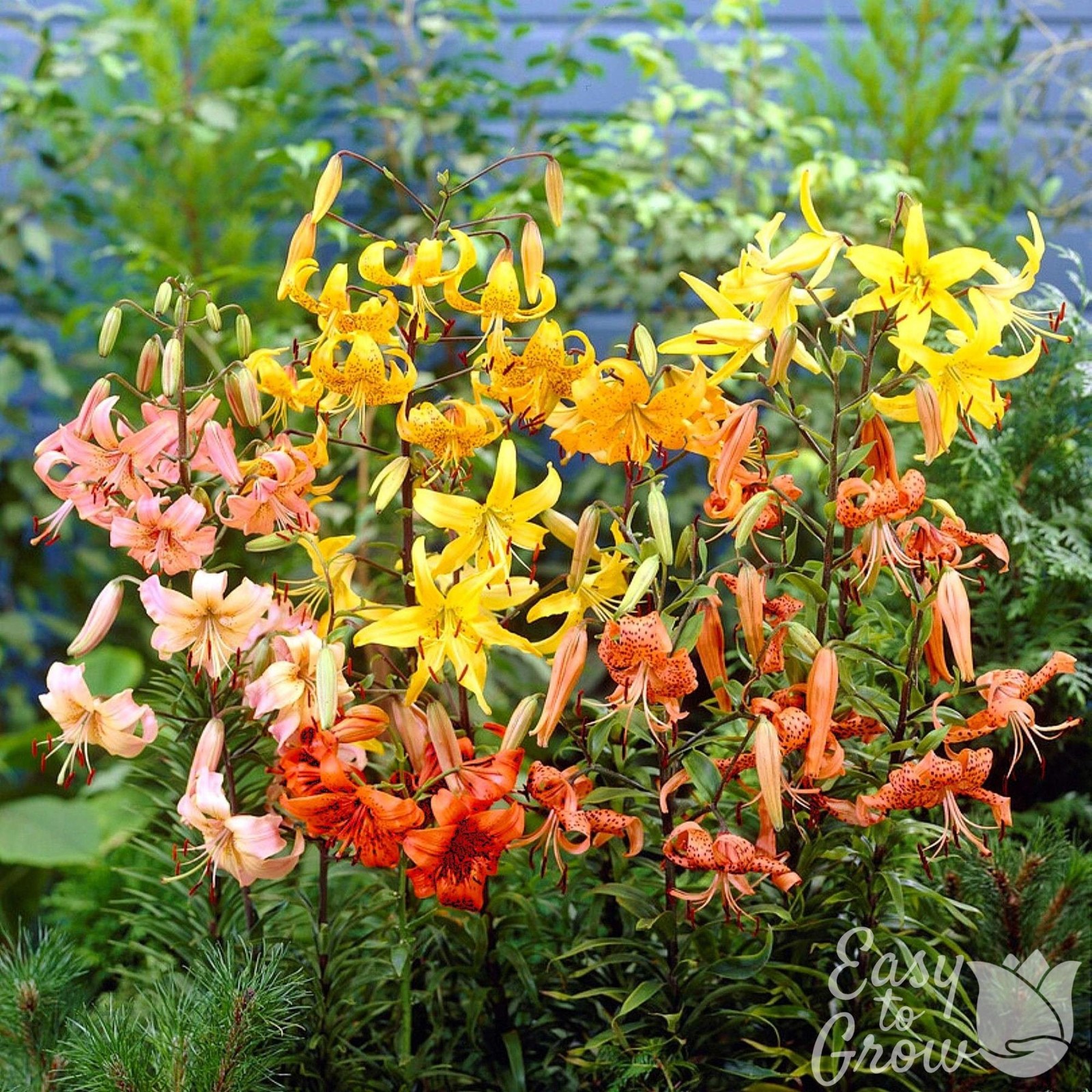 Lilium Wild About Tiger Lily Mix 6 Flower Bulbs – Summer Colorful Blooms