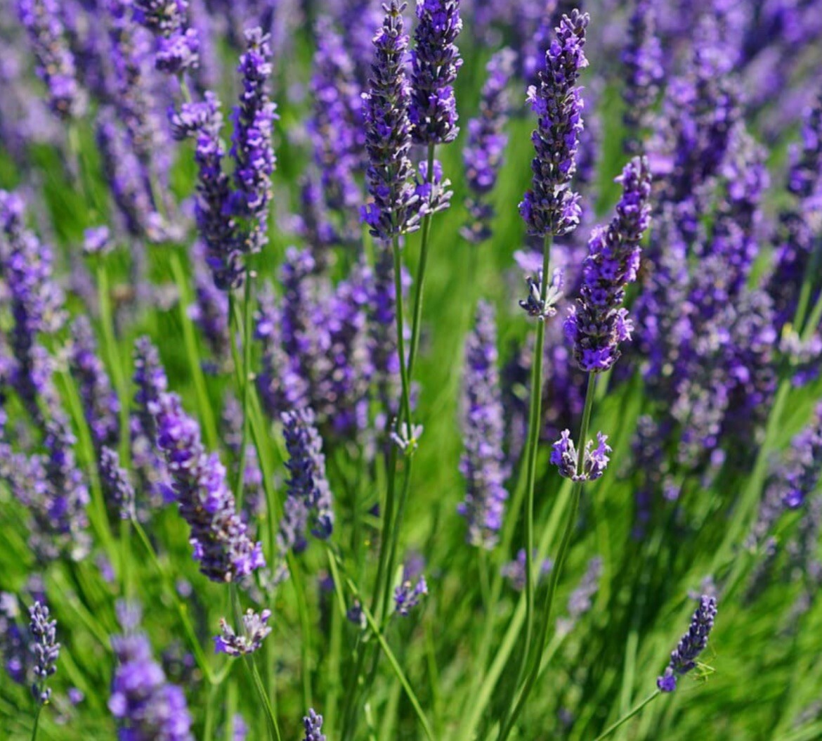 200+ SEEDS- Lavender Vera – Lavandula angustifolia – True Lavender-buy2get1free