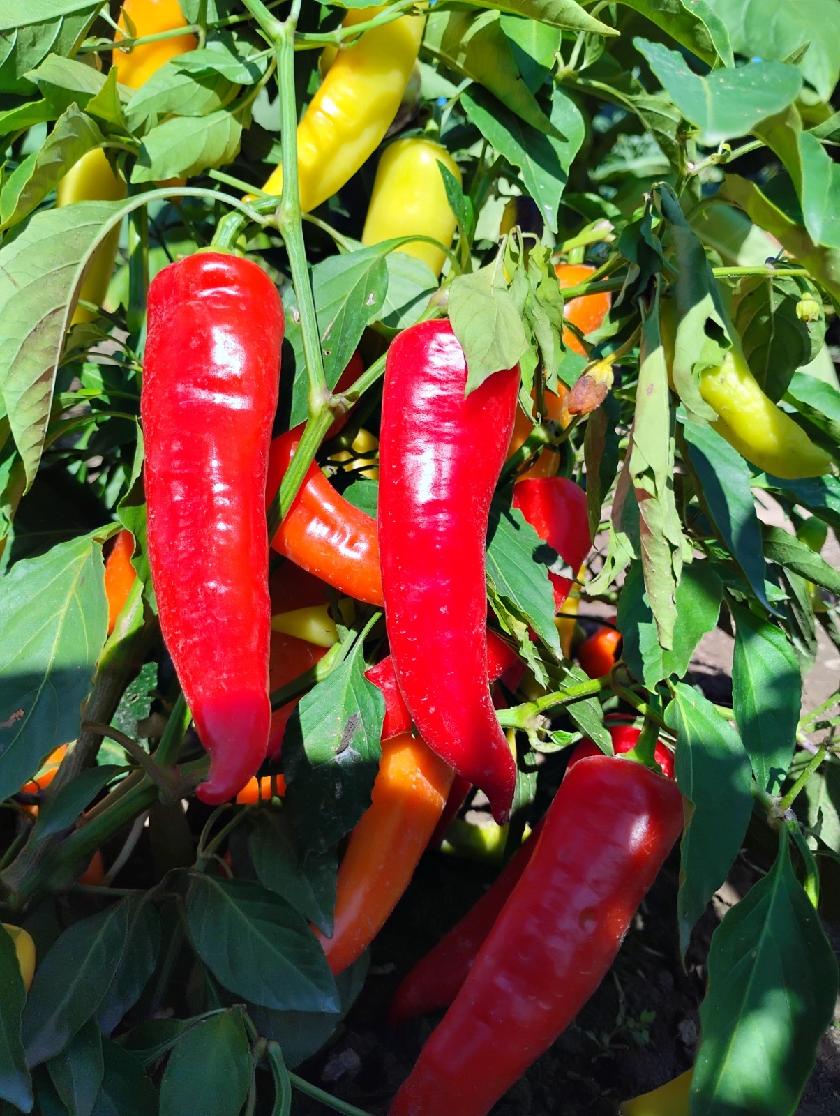 50 Ct. Great Lakes Mild & Sweet Pepper Seeds – Organic, Non-GMO, Michigan Grown