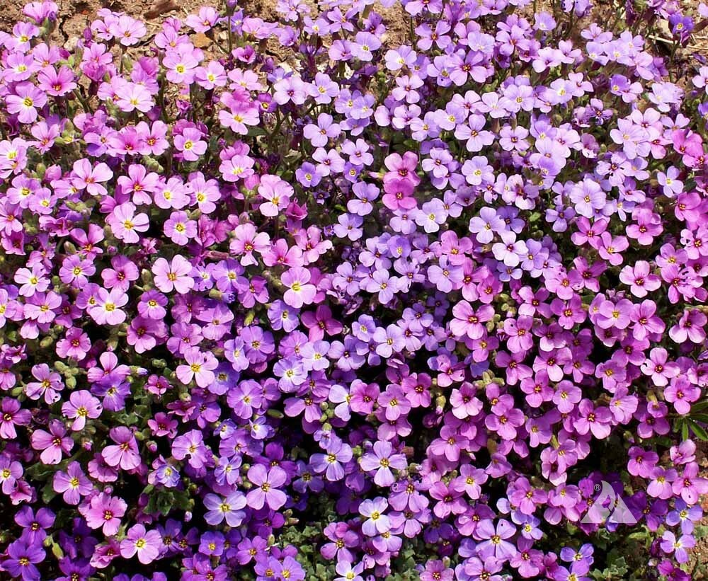 Groundcover ROCK CRESS PURPLE Fragrant Honey Bees Rock Gardens NonGMO 1000 Seeds