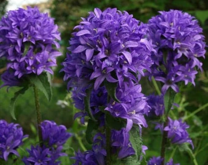 BLUE CLUSTERED BELLFLOWER CAMPANULA – Rooted Plants – 10 Starts