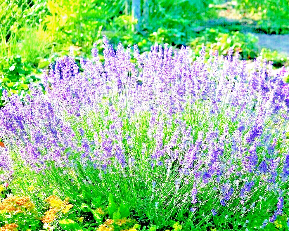 800+ LAVENDER VERA SEEDS PERENNIAL SPRING MOSQUITO PEST REPELLENT BEES HARDY USA