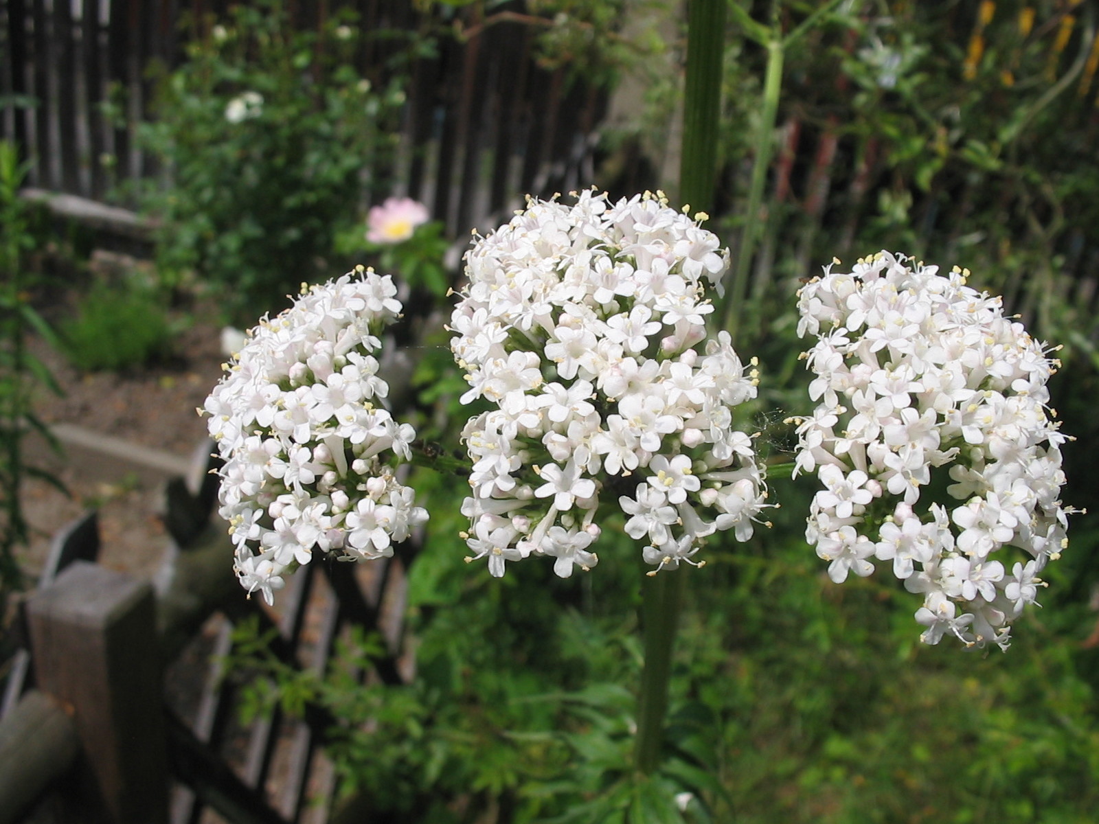 300 Valeriana Officinalis Seeds – Valerian Medicinal Plant – Heliotrope
