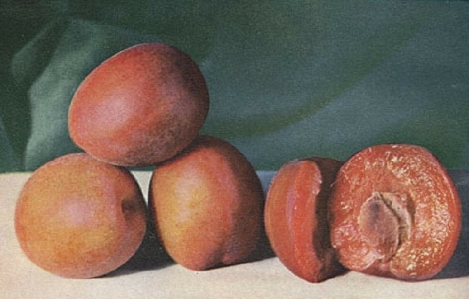 Burbank Plumcot, grafted 1-2 year old tree, 12-14 inches tall
