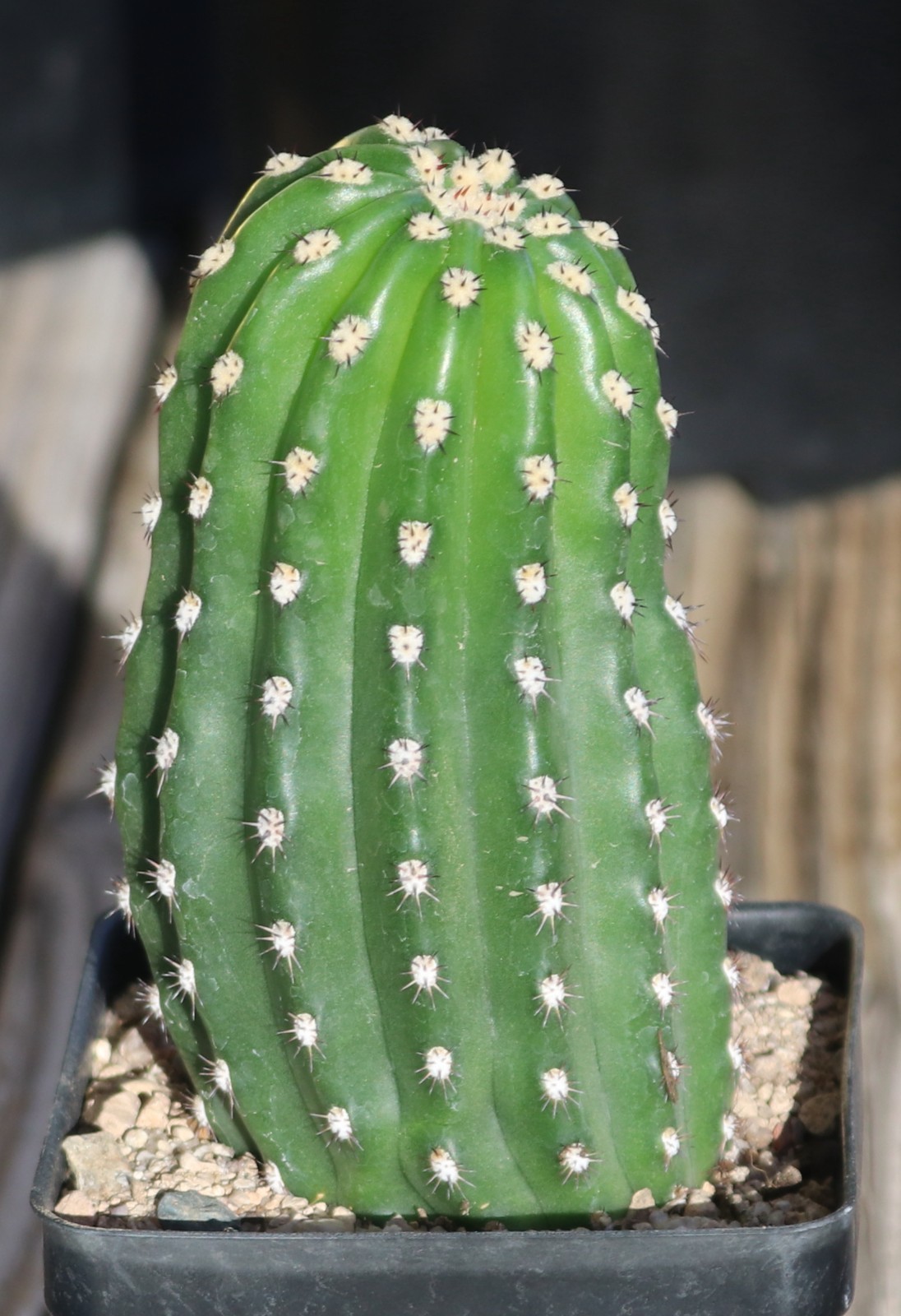 Tricho hybrid ‘Betty Boom’