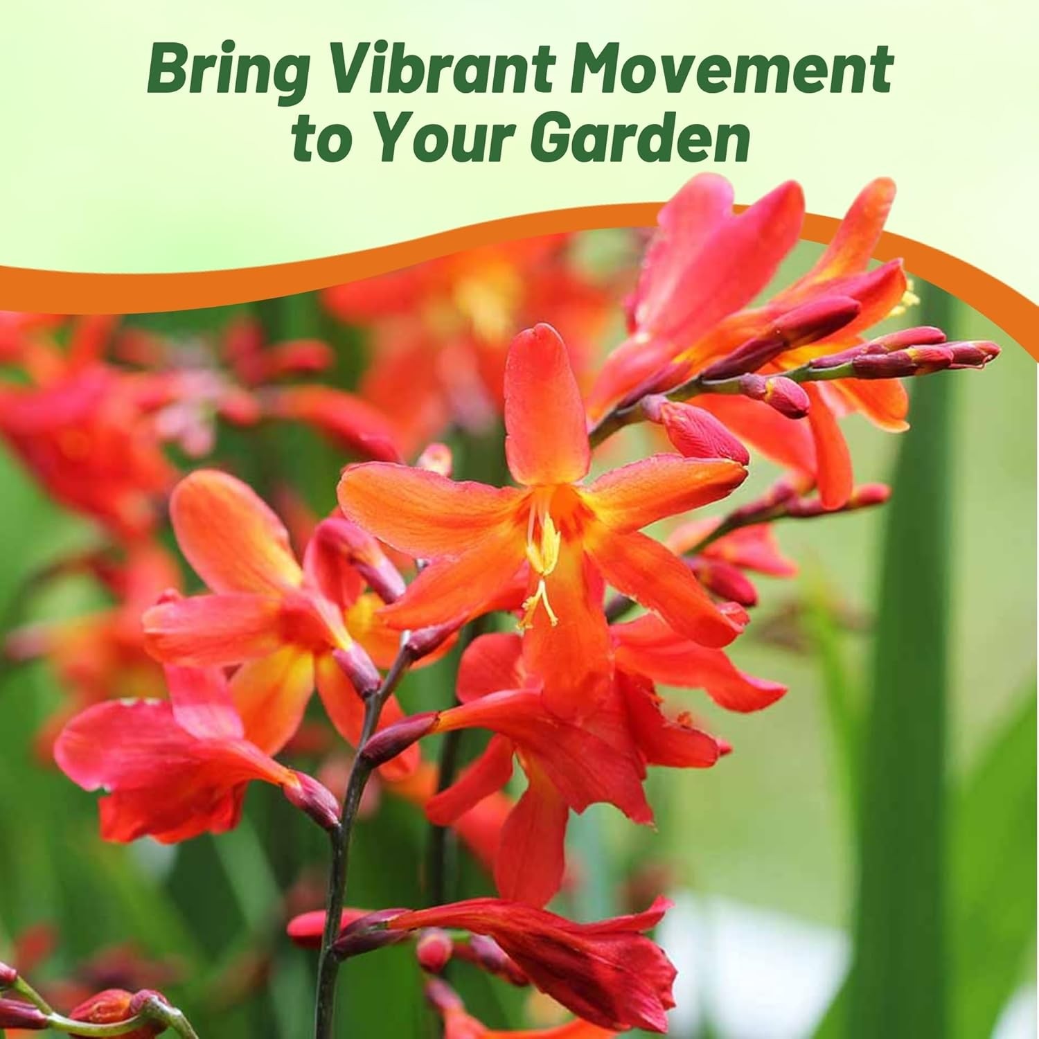 100 Seeds Crocosmia Flower Seeds – Crocosmia Paniculata