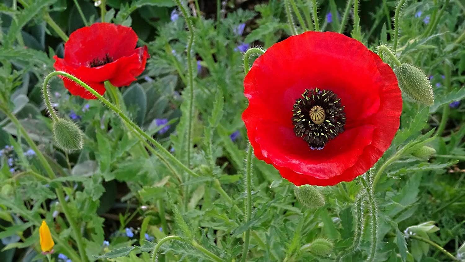 Poppy Flower Seeds, Red “COOL BEANS N SPROUTS” Brand. Home Gardening