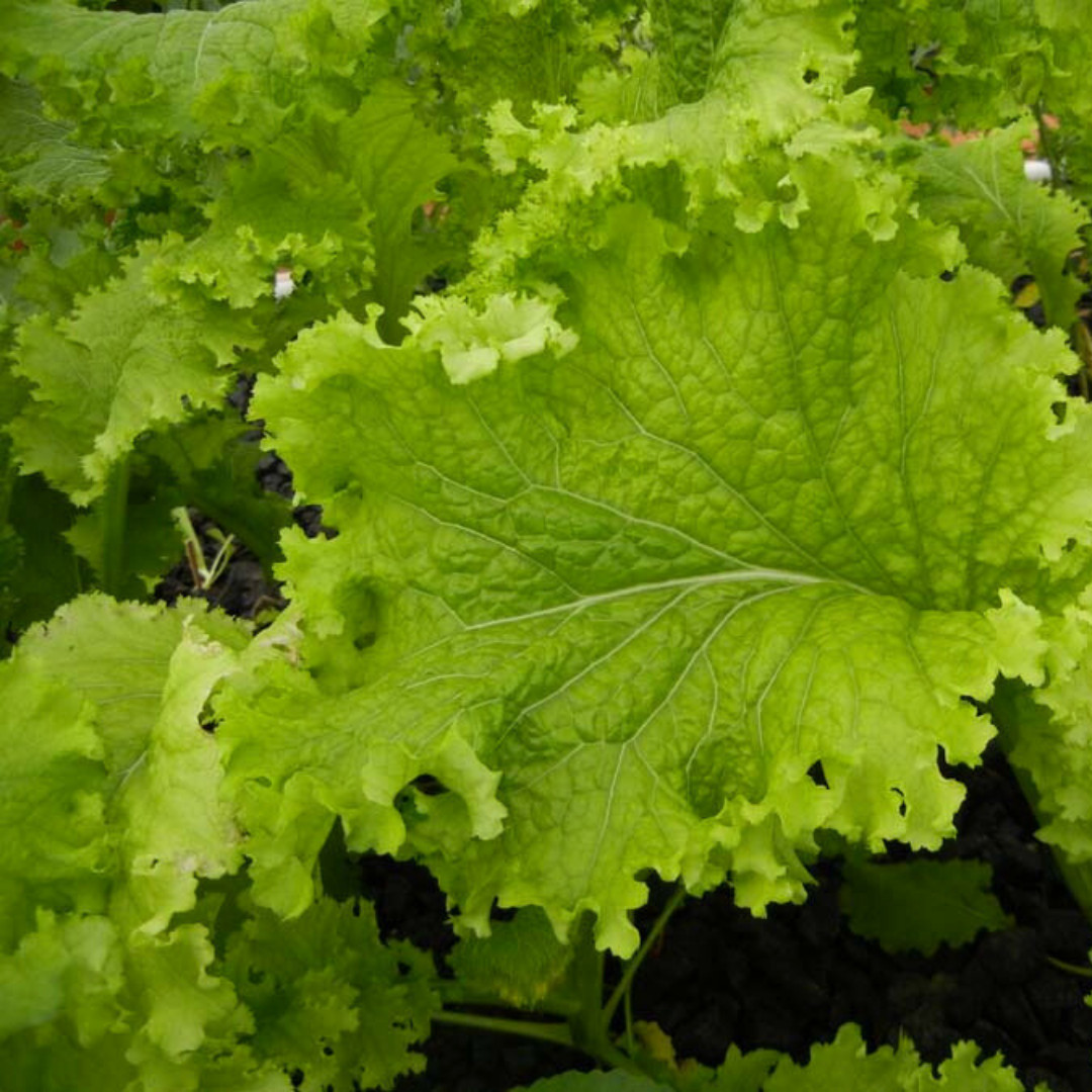Fresh Wasabi Mustard Green Seeds | Heirloom Non-GMO | Asian Vegetable Seeds