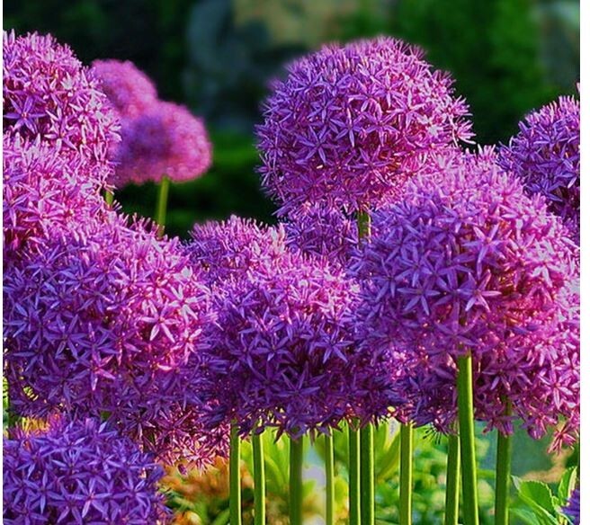 50+ RARE HUGE PURPLE ALLIUM SENSATION 4-6″ SOFTBALL “Free Gift Too ” SEEDS