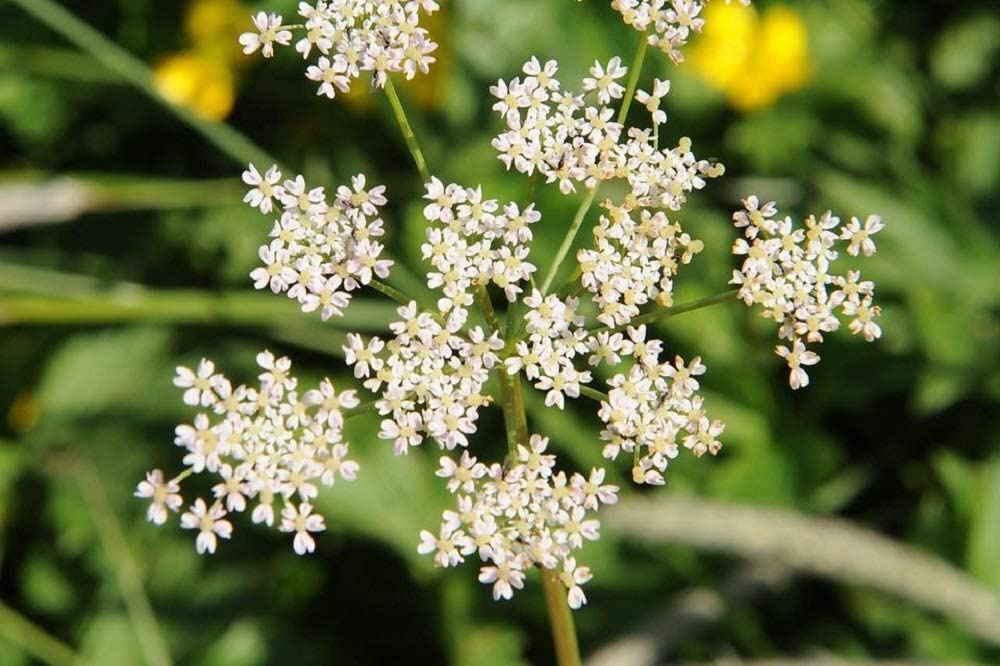 Caraway Spice Seeds, “COOL BEANS N SPROUTS” Brand. Home Gardening.