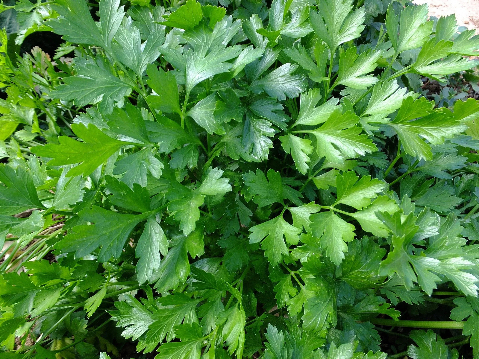 Giant Italian Flat Leaf Parsley Seeds | For Planting Huge Herb Garden Seed 2024