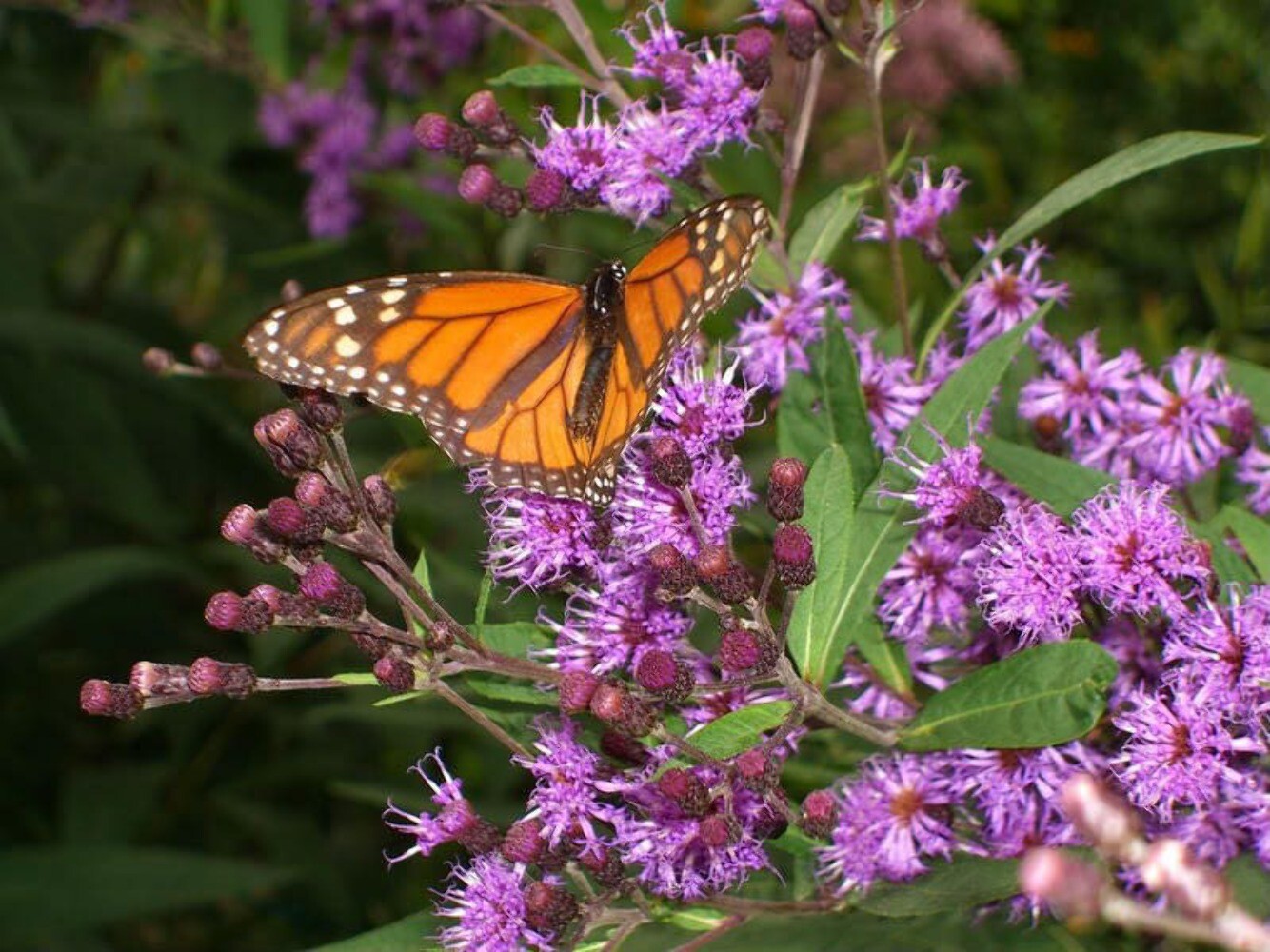 250 PURPLE IRONWEED Vernonia Fasciculata Flower Seeds