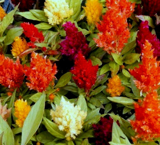 Mixed Pampas Plume Seeds, Farm Mix, Heirloom Flower Seeds, Feathery Plumes, 75ct