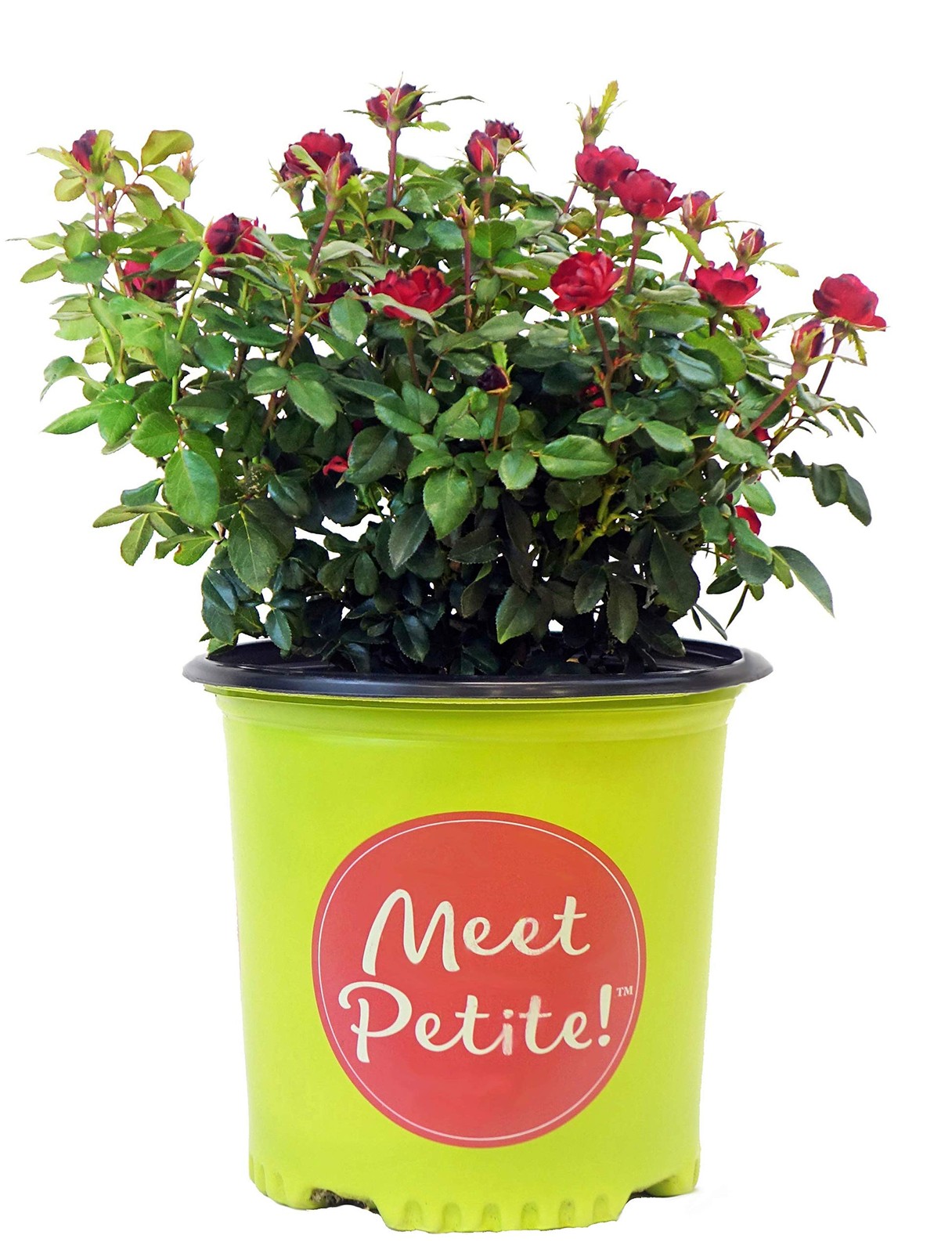 Petite Knock Out Reblooming Rose Deep Red Flowers in 2Size Container