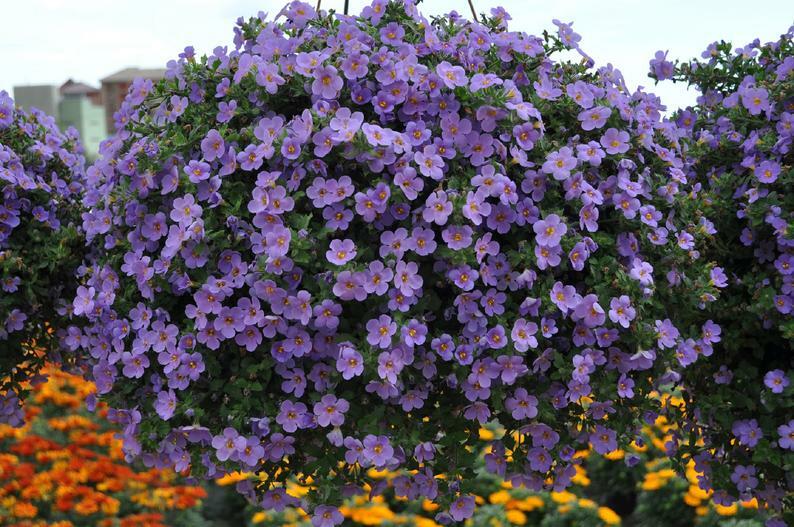 BIN#1R5D1 Bacopa Seeds Bluetopia 25 Multi Pelleted Seeds