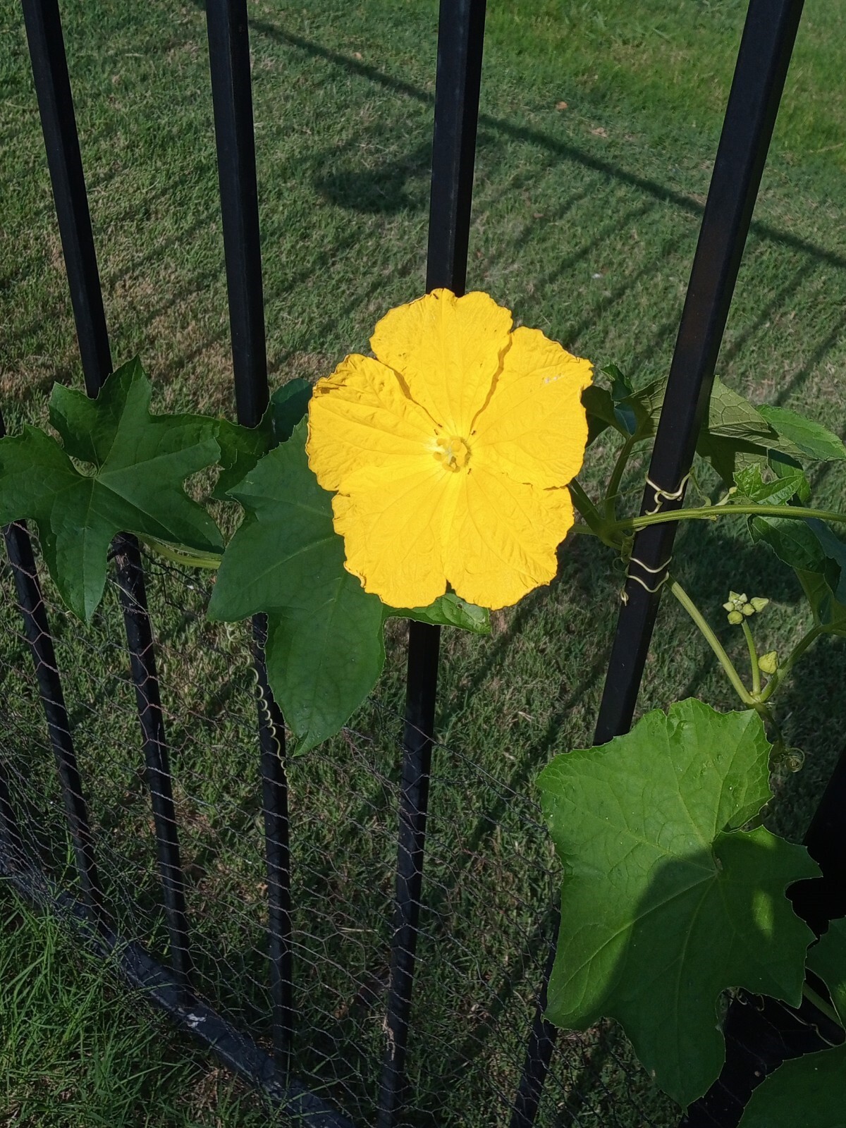 Luffa Gourd Sponge Seeds | Non-GMO | Heirloom | Fresh Garden Seeds from USA, TX