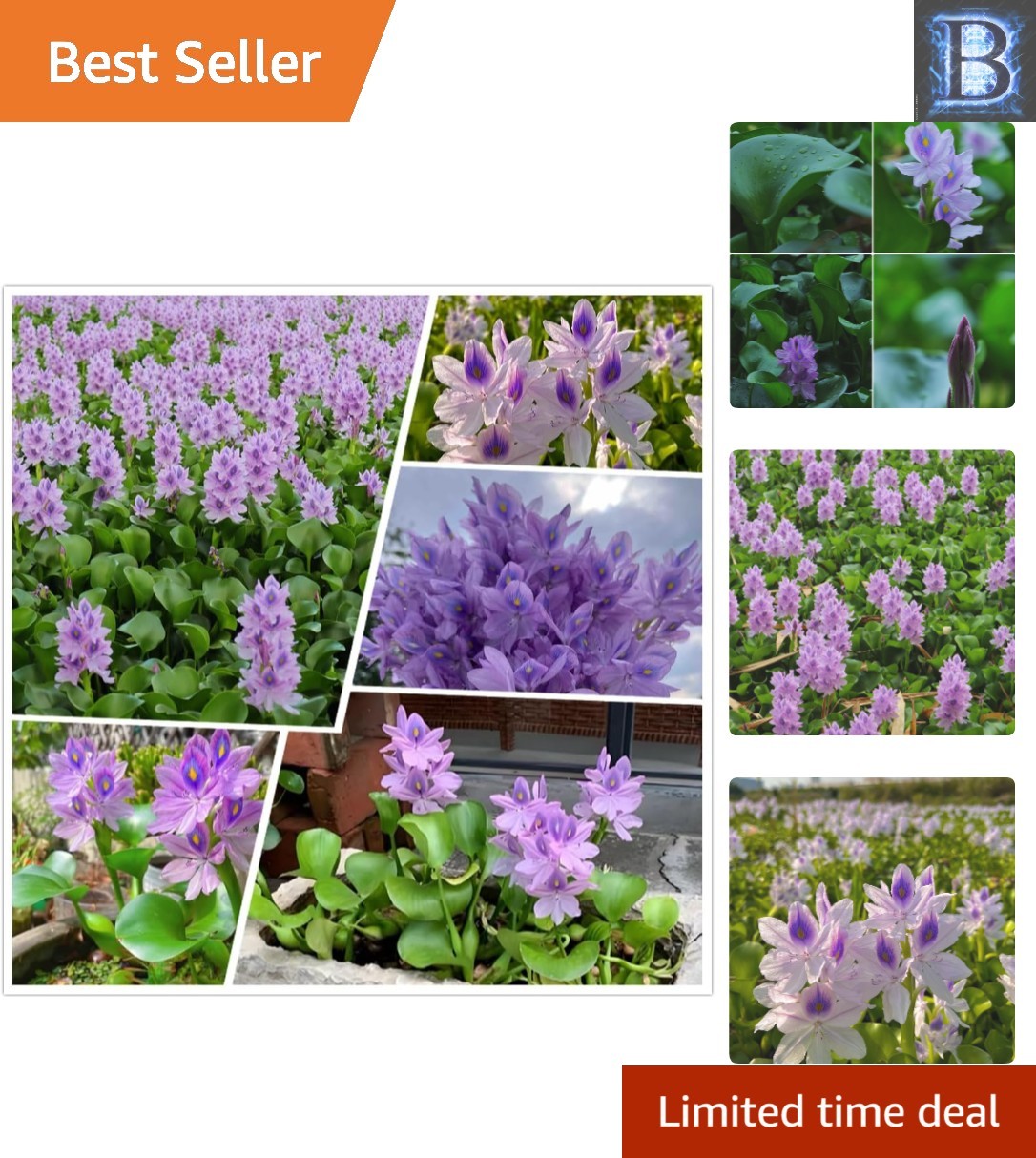 Transform Your Pond: 200 GMO-Free Water Hyacinth Seeds for Vibrant Water Gardens