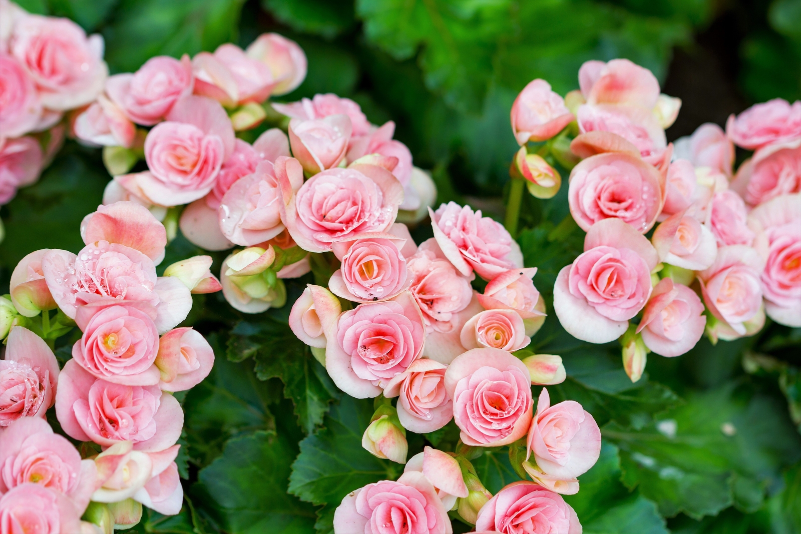30 MIXED DOUBLE BEGONIA Tuberosa Tuberous Begonia Red Pink + Shade Flower Seeds