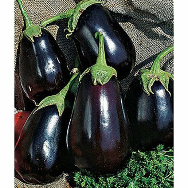 SCARBOROUGH SEEDS Black Beauty Eggplant Seeds – 200 SEEDS | NON-GMO | USA
