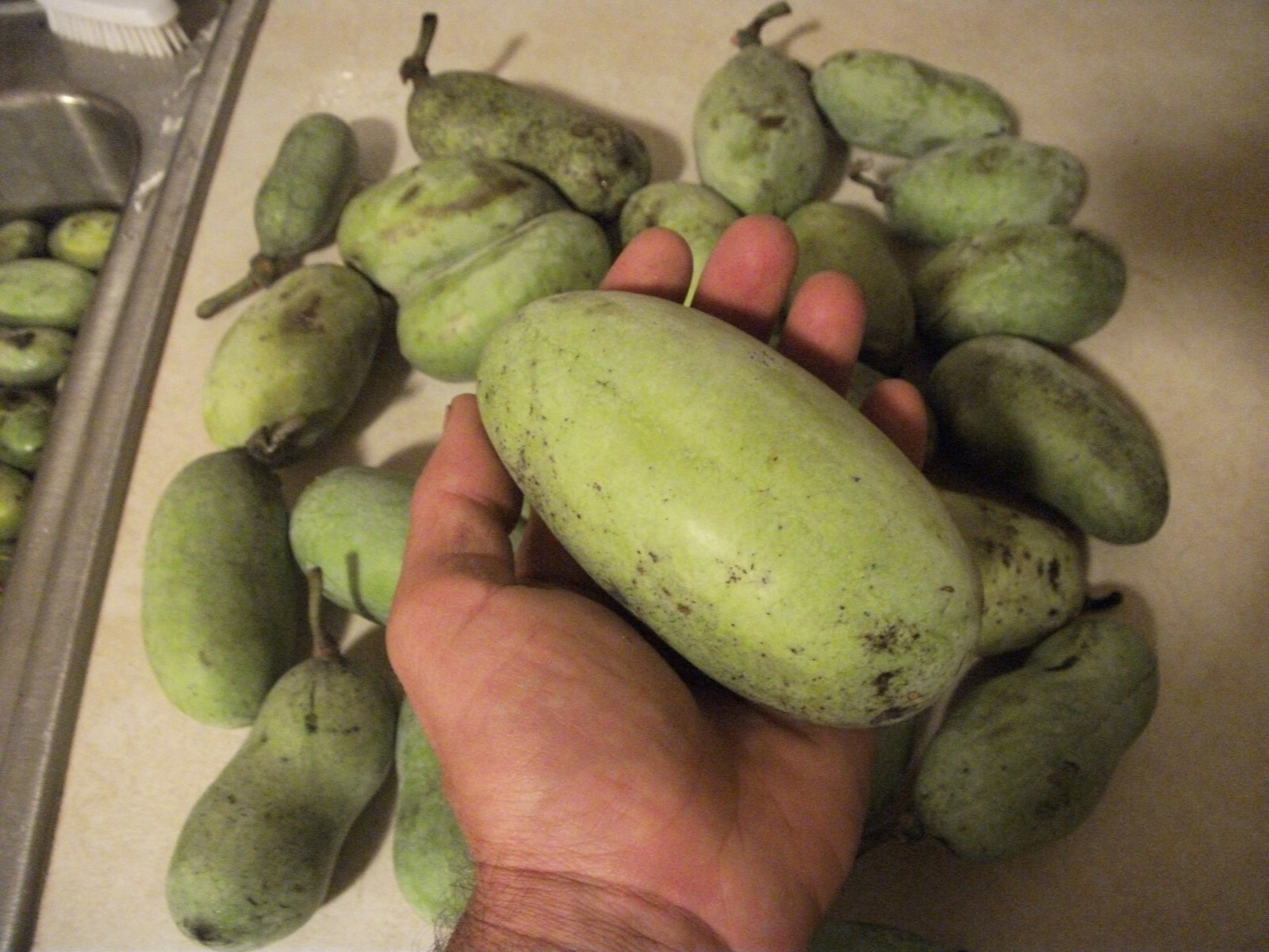 Pawpaw Tree Seed (Asimina triloba) fresh 2023 ~Paw Paw ~ 6 to 1200 seeds