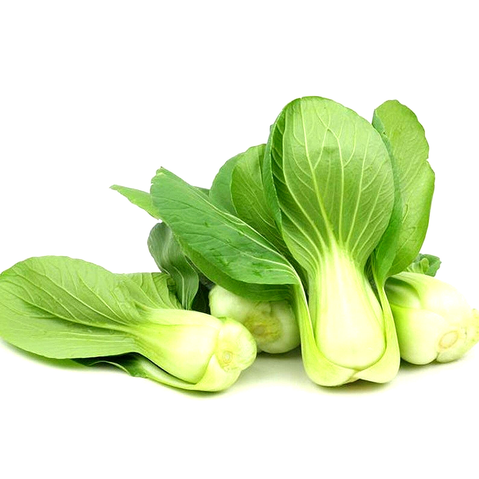 1200+ PAK CHOI SEEDS CHINESE WHITE CABBAGE BOK CHOY ASIAN VEGETABLE GARDEN USA