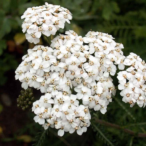 White Yarrow Seeds | 500 – 10,000 Seeds | Non-GMO | Free Shipping | 1265