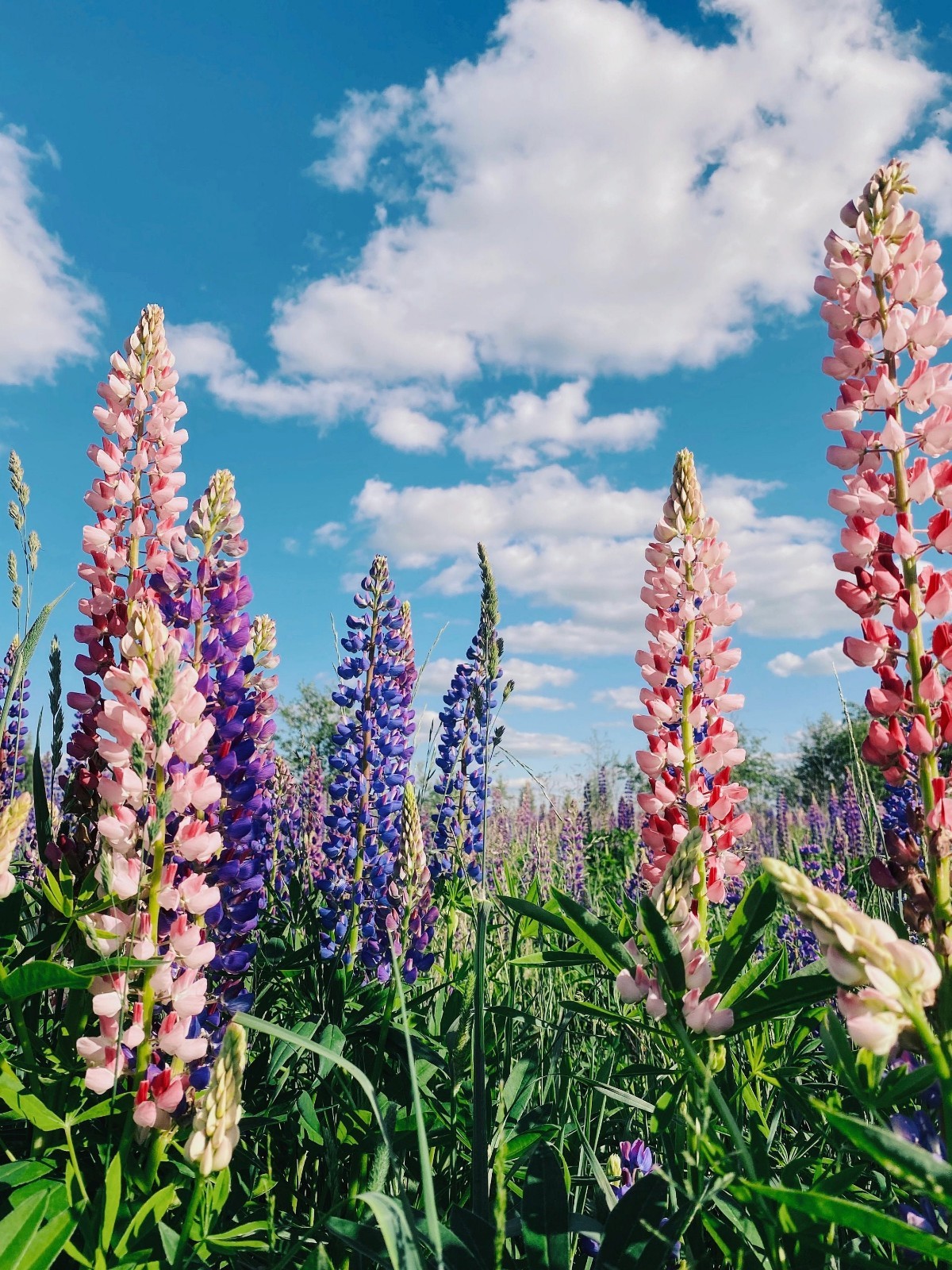 Meadow Lupine Seeds – California Native – Lupinus polyphyllus – Help Pollinators