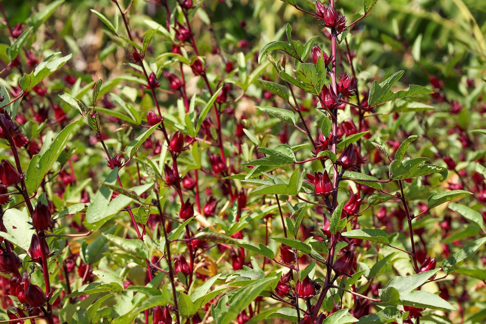 50 ROSELLE HIBISCUS Sabdariffa Rosella Fruit Flower Seeds *Flat S/H