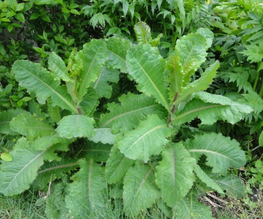 Lactuca virosa Seeds ~ 20+ Seeds ~ Wild Lettuce For Tea, Resin extract, Pain.