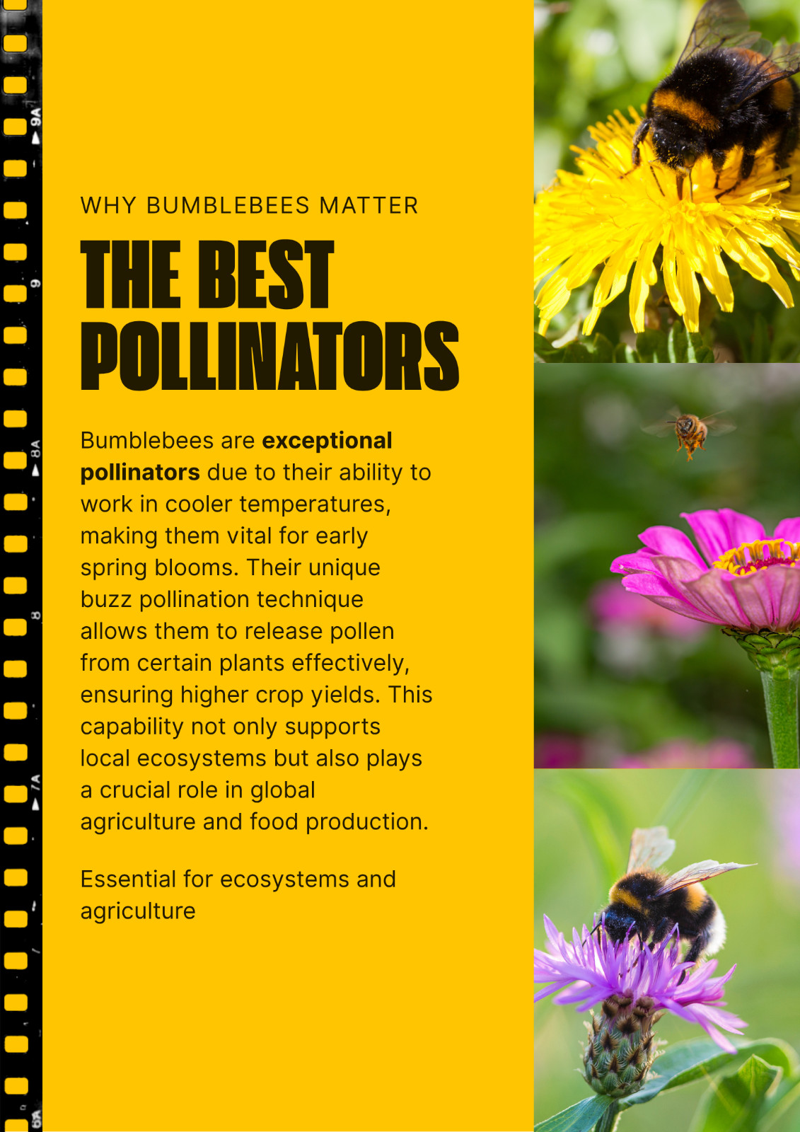 Birds, Bees, Butterflies, Pollinators Bulk Wildflower Seed Mix