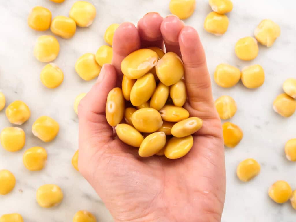 Mammoth Lupini / Lupin Bean Seeds (25) / ORGANIC / BUSH BEAN / VERY RARE /