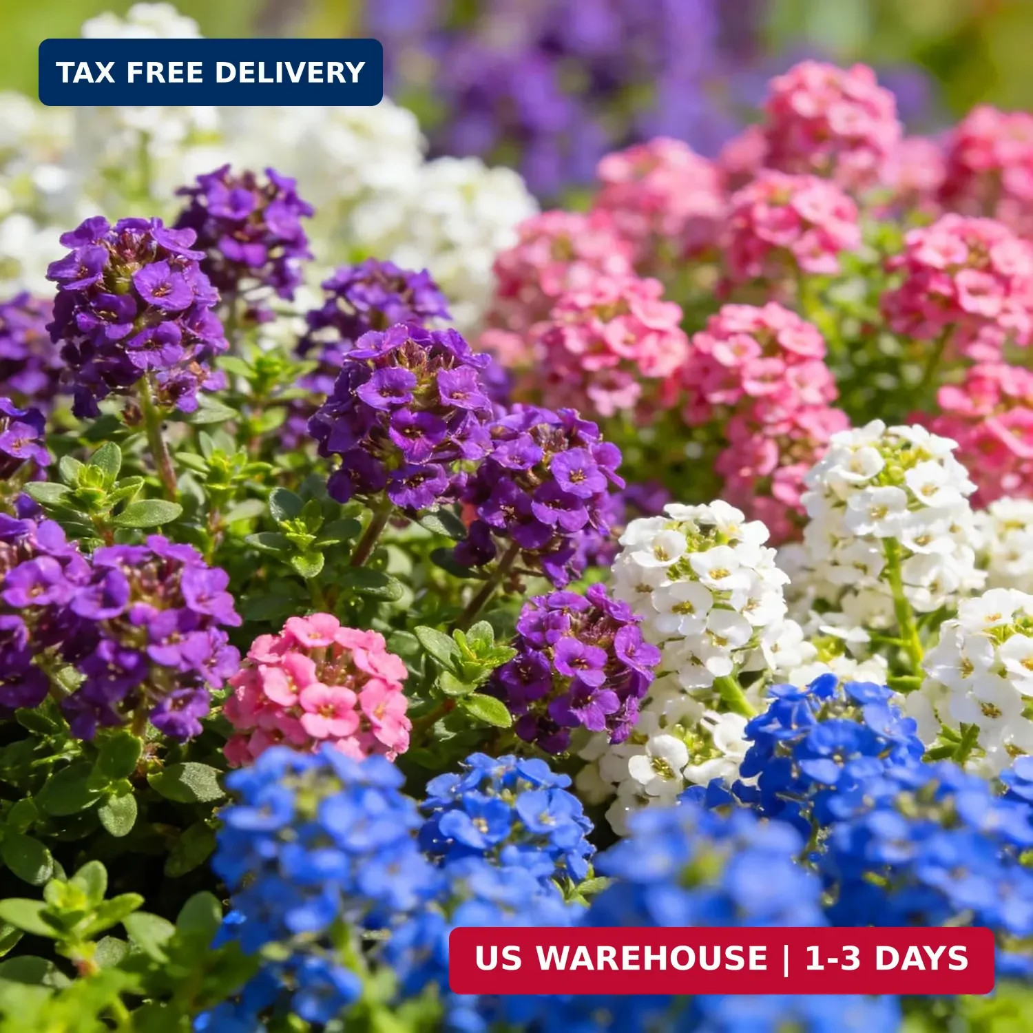 Purple Creeping Thyme Ground Cover Flower Seeds for Planting, 20008pcs Perennial