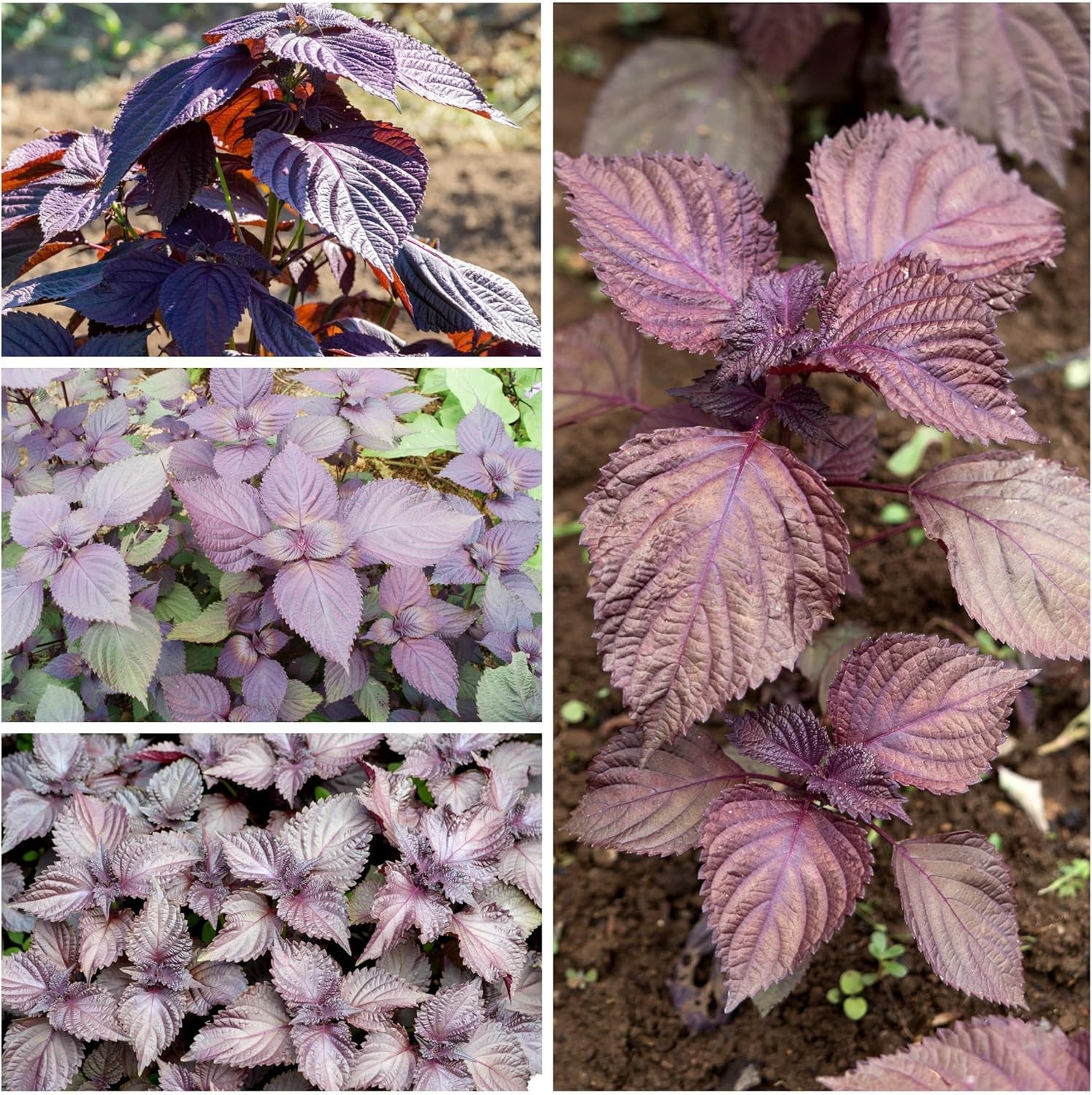Shiso Seeds for Planting Green & Red Perilla – Non-GMO Heirloom & Untreated H…