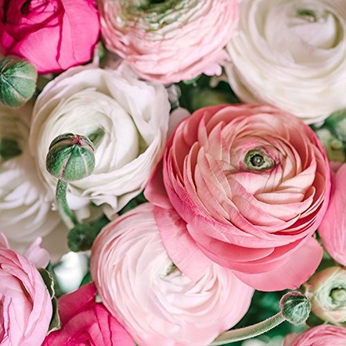 Ranunculus Pastel Mix – Persian Buttercup Bulbs (Not Seeds) – 10 XL Bulbs