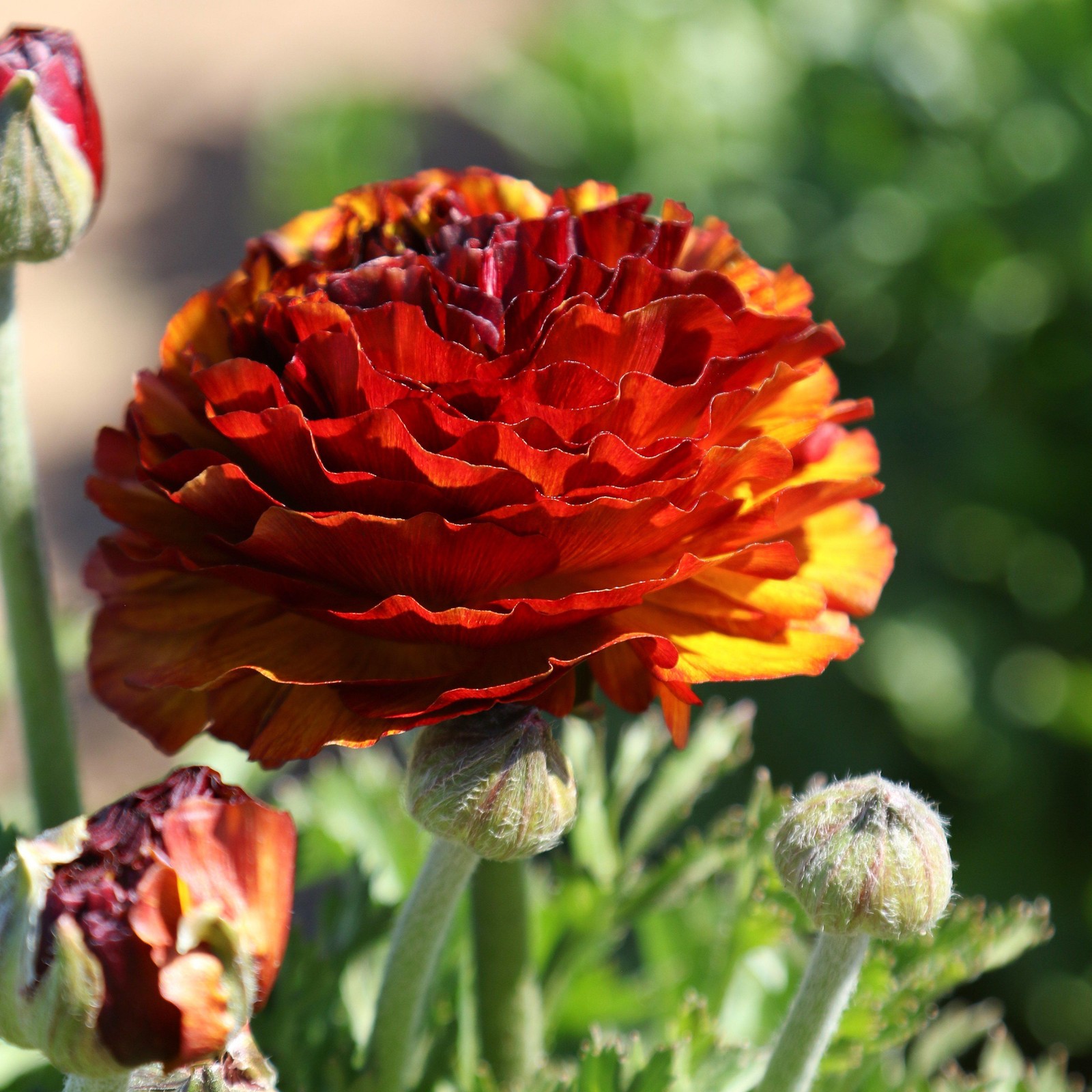 Ranunculus Buttercup Café 10 Flower Bulbs – Spring Multicolor Blooms in Sun
