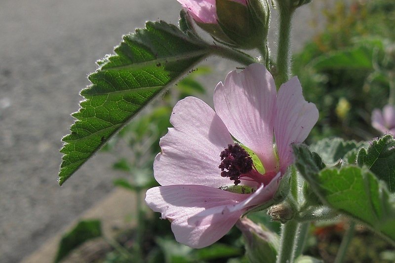 Althaea officinalis 100 Seeds – Marshmallow
