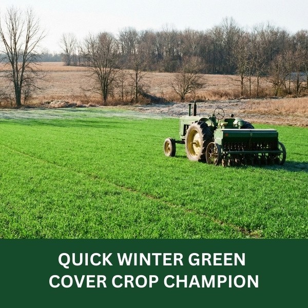 Old Cobblers Farm™ Wicked Tuff Turf Annual Ryegrass- Fast Germination Lawn Grass