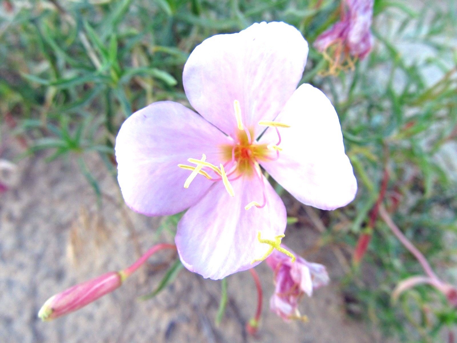 301+Pale EVENING PRIMROSE Flower Seeds Drought Heat Cold Groundcover Wildflower