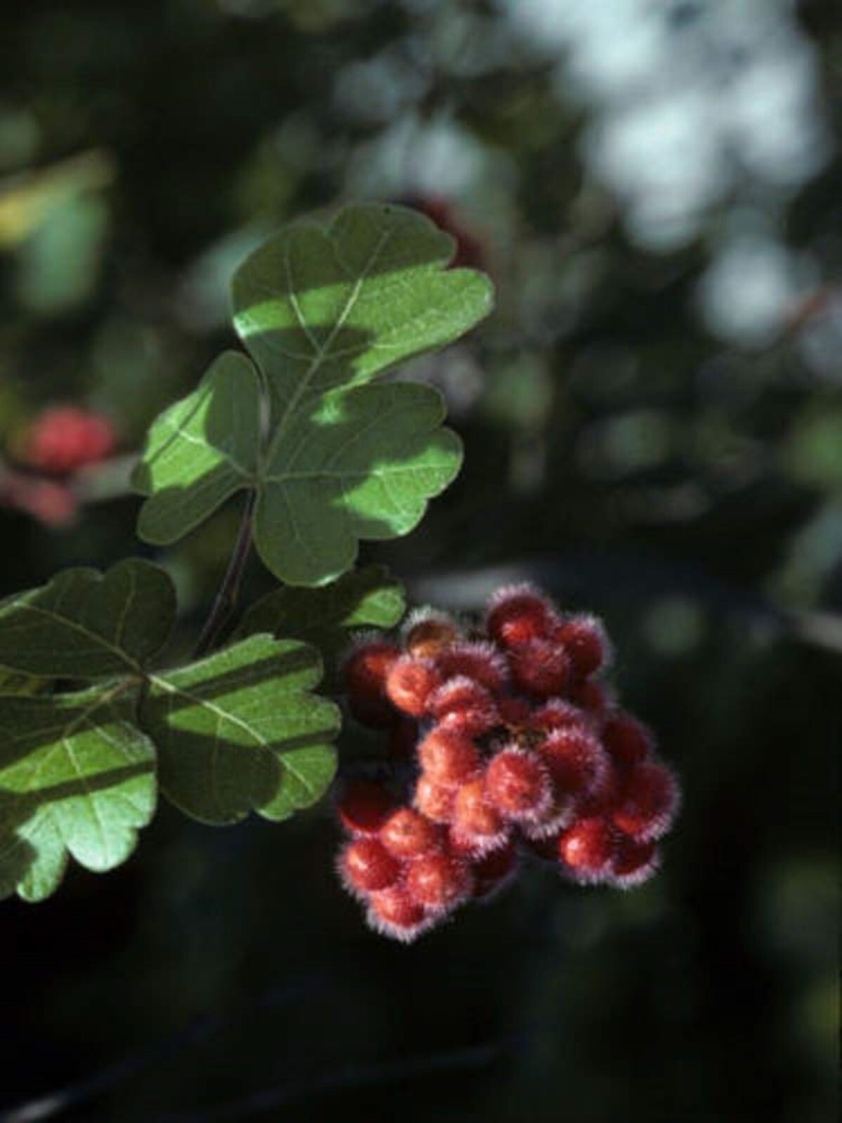 Fragrant sumac (Rhus aromatic) 1-2 year old plant, well rooted