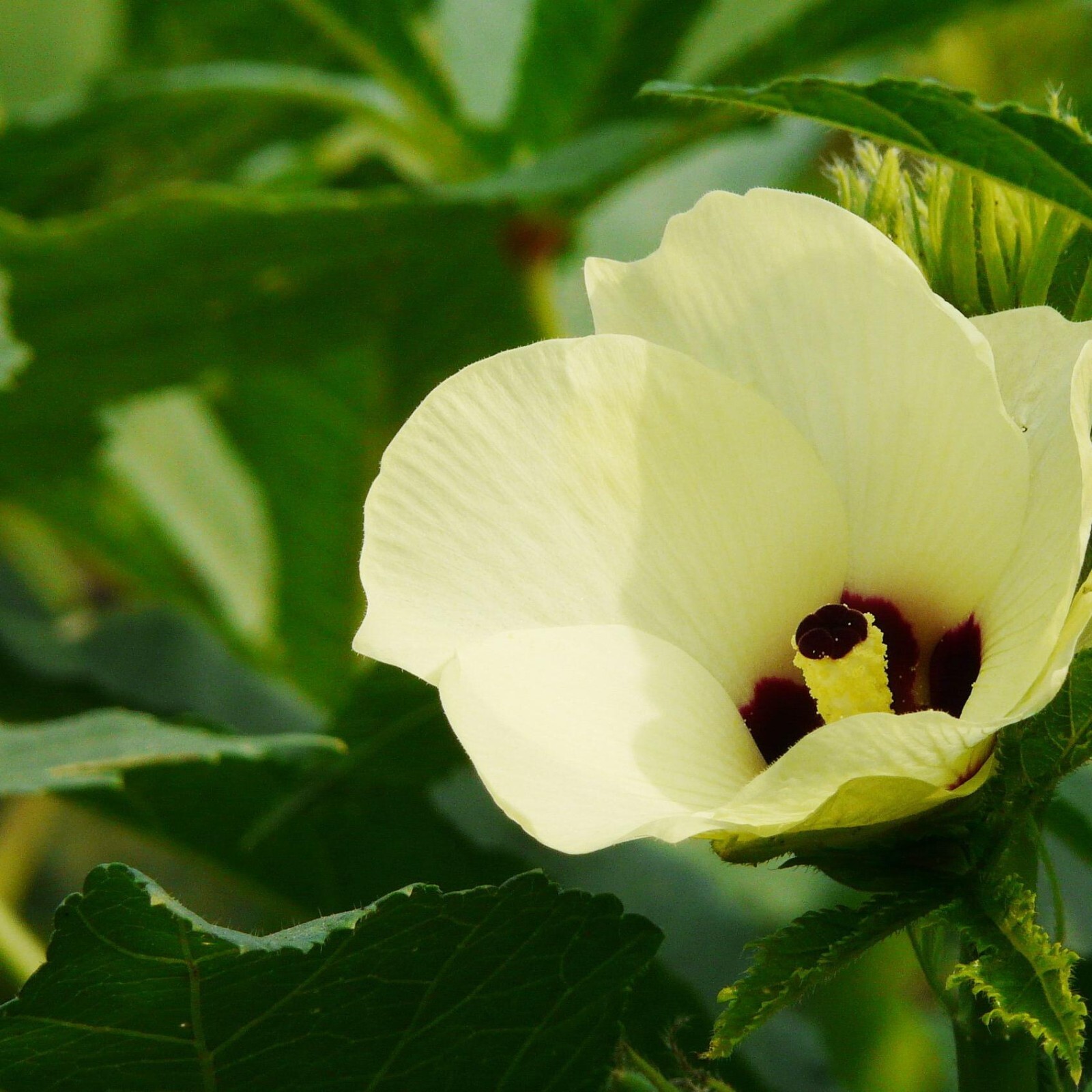 Okra -Green Slim
