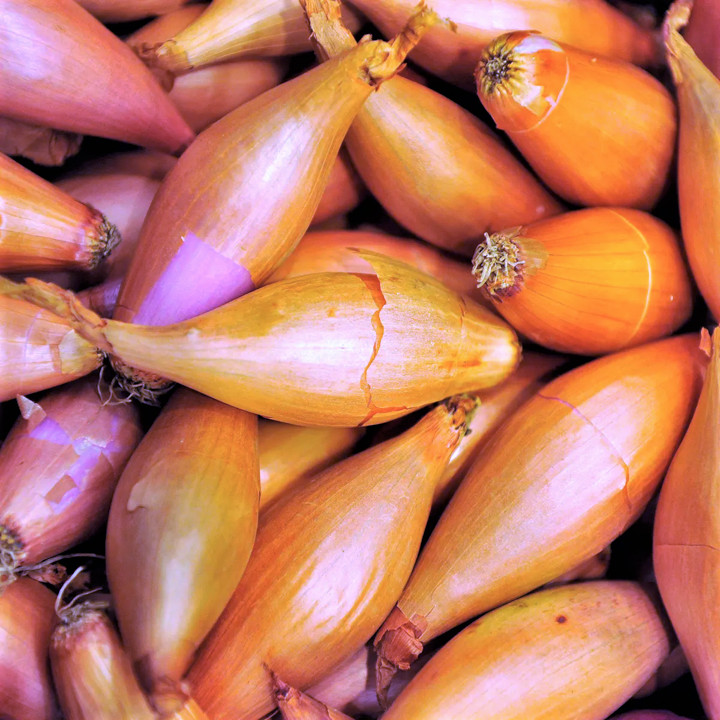 Monique French Shallot Sets (Bulbs) | Semi Long Onion Seed 2025 Fast Shipping