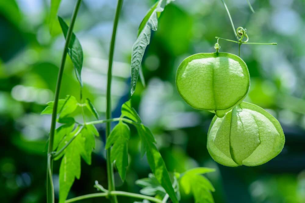 25 Love in The Puff Vine Seeds for Planting Unique Balloon Vine Plants