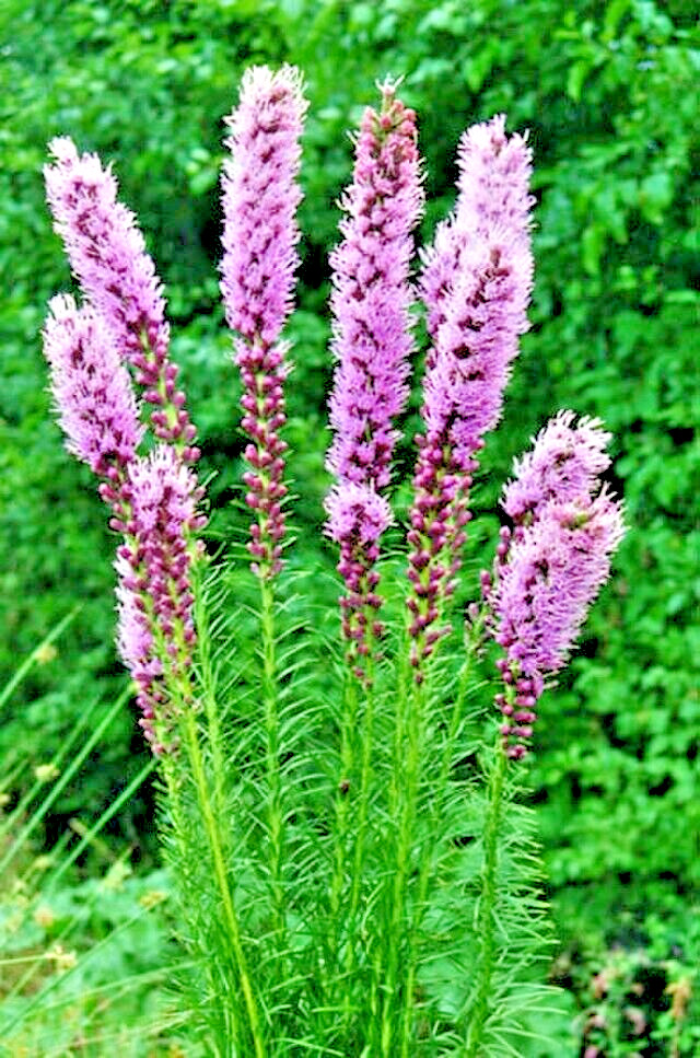 purple Liatris spicata 102 seeds, blazing star, gayfeather. no GMO. grown in USA