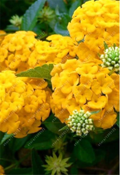 10 EXOTIC RARE HYDRANGEA SEEDS for garden flower beds plant bush USA SELLER USPS
