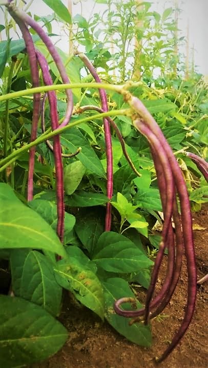 Yard Long Bean Seeds – 5 Varieties Mix – 30+ Count – for Colorful Garden