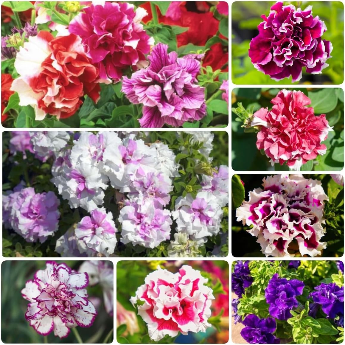 300+ Alderman Blue Petunia Seeds US SELLER Perennial Flowers Seed Annual Bulk