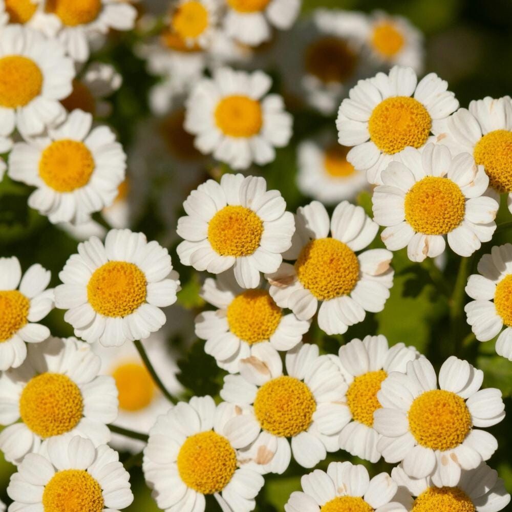 Feverfew seeds (Tanacetum parthenium) – Seeds, Non-GMO, Open-Pollinated
