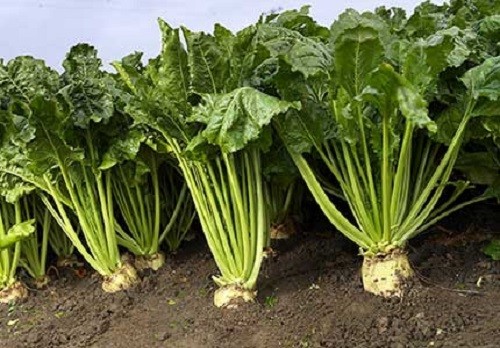 Sugar Beet Seeds 250 Or 1,000 Seeds