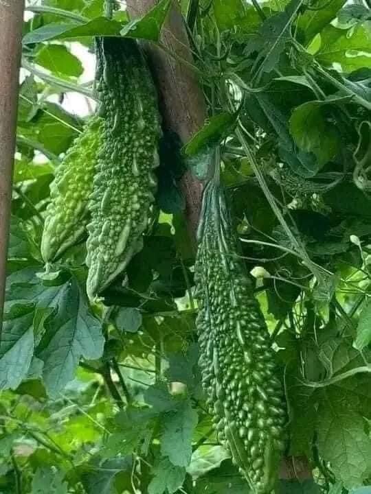 30+ Indian Long Bitter melon F1 Gourd seeds Hybird Ku Gua Khổ Qua lai Trơn Dài